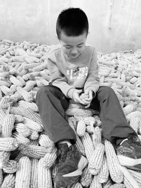 体验粮食的来之不易